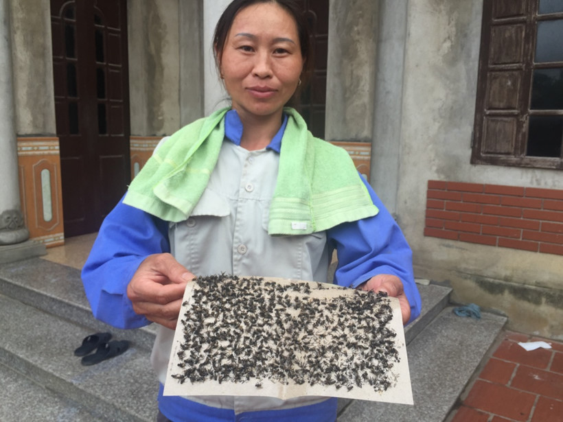 [-]Kinh[-]ho&agrave;ng[-]ruồi[-]từ[-]b&atilde;i[-]r&aacute;c[-]Nam[-]Sơn[-]"tấn[-]c&ocirc;ng"[-]nh&agrave;[-]d&acirc;n